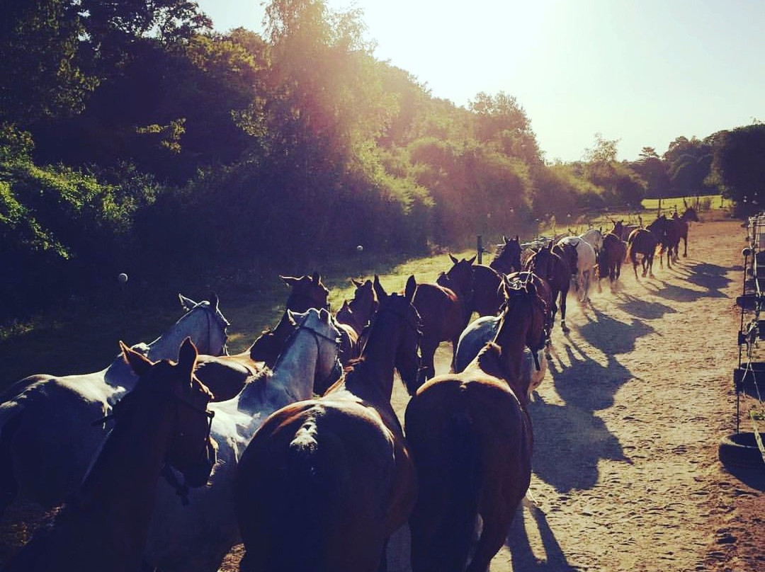 La Horse Club景点图片