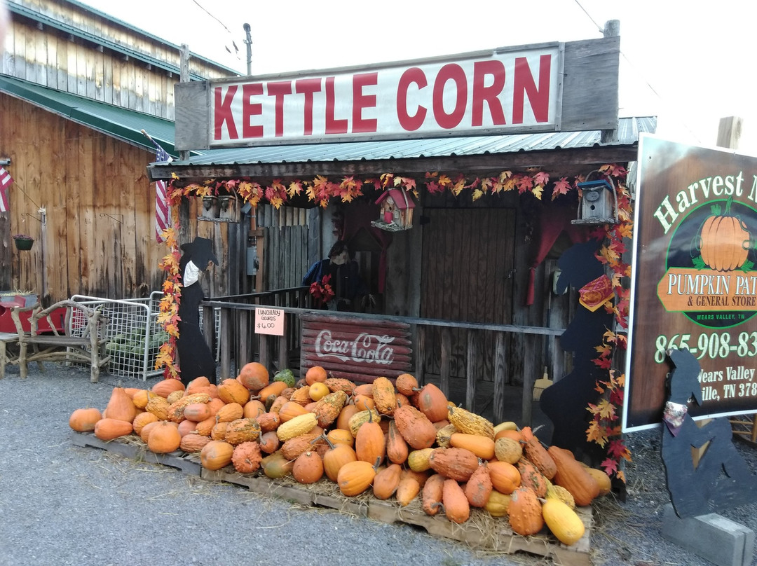 Harvest Moon Pumpkin Patch-塞维尔维尔必去景点