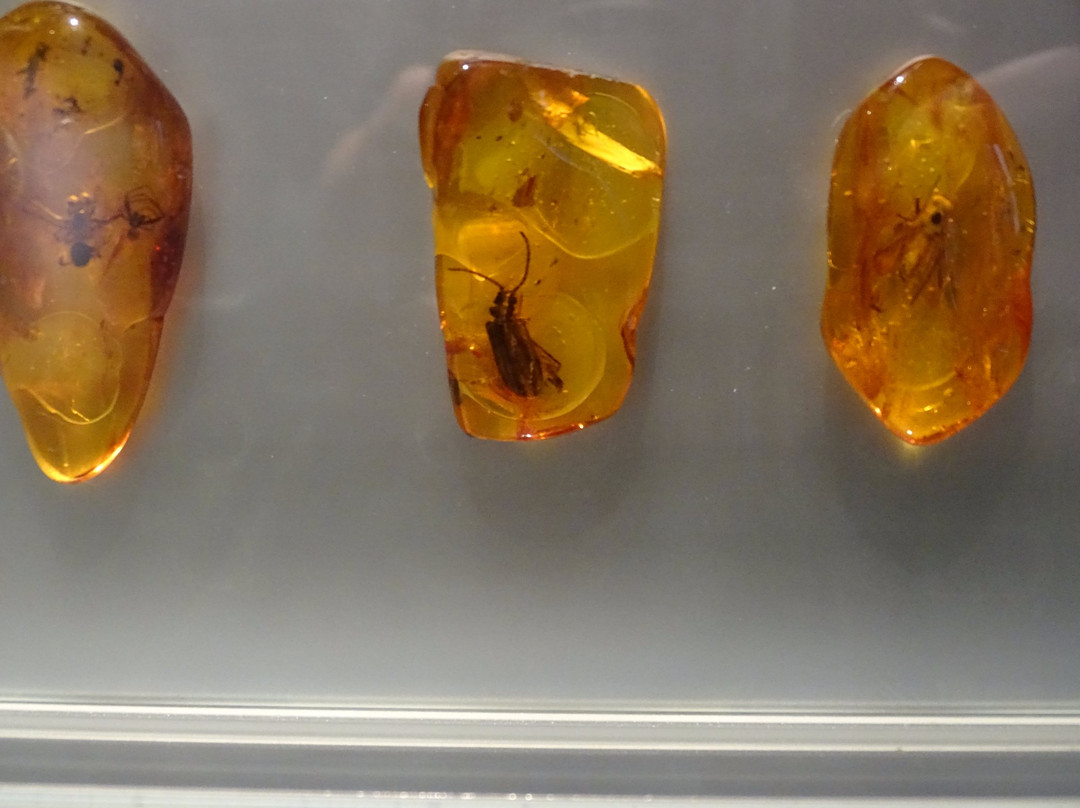 Deutsches Bernsteinmuseum景点图片