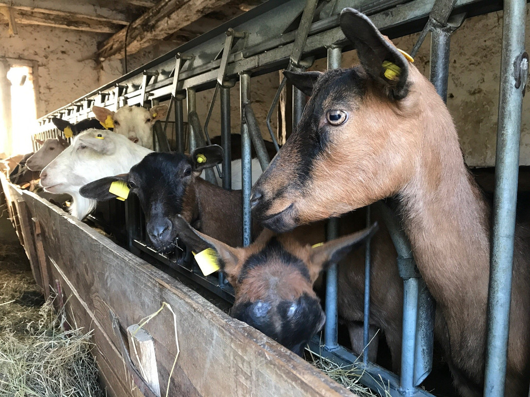 Azienda Agricola La Schirata景点图片