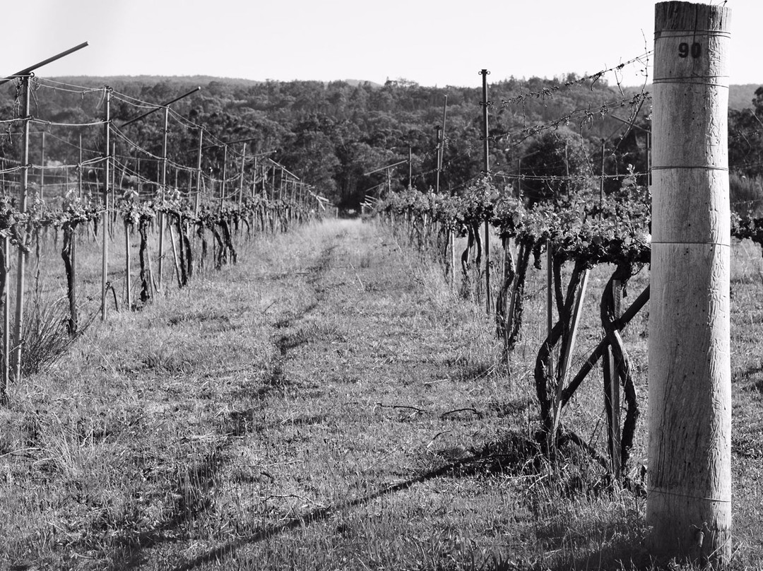 Casley Mount Hutton Winery景点图片
