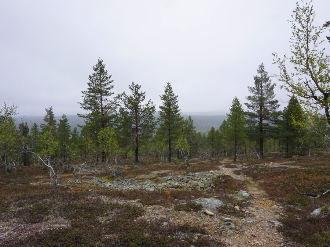 Sompio Strict Nature Reserve-Sodankyla必去景点