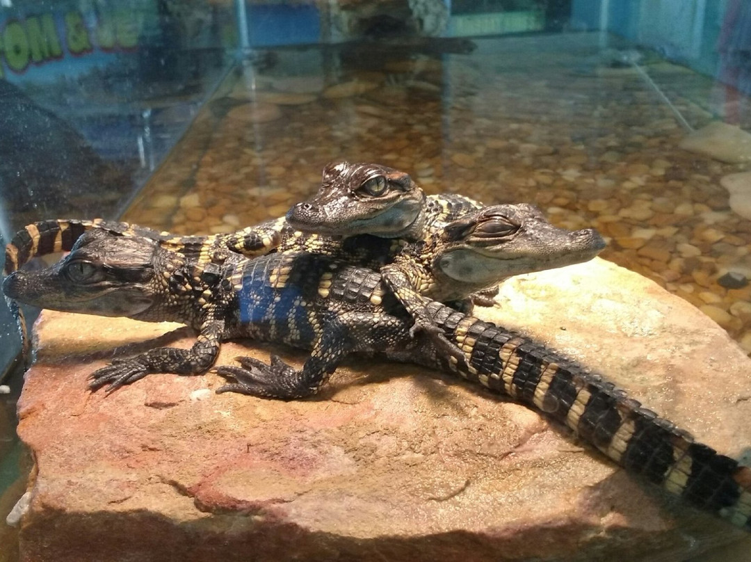 Tom and Jerry's Airboat Rides-Lake Panasoffkee必去景点