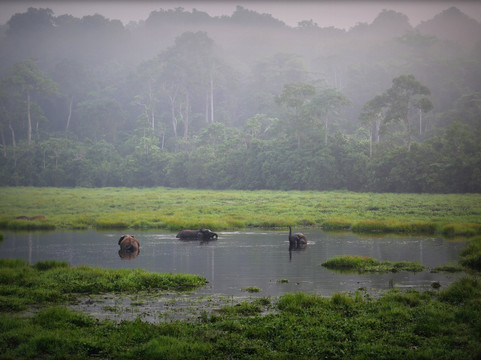 Nouabale-Ndoki National Park-Sangha Department必去景点