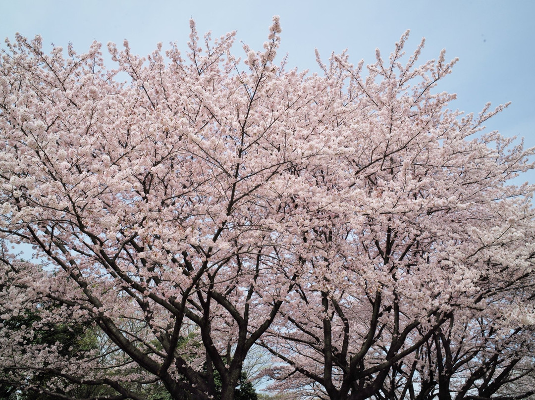 Higashimurayama Central Park-东村山市必去景点