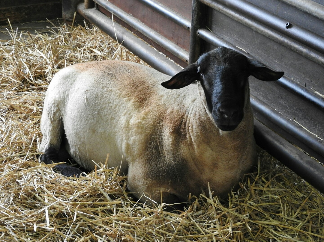 World Sheep Museum-士别市必去景点