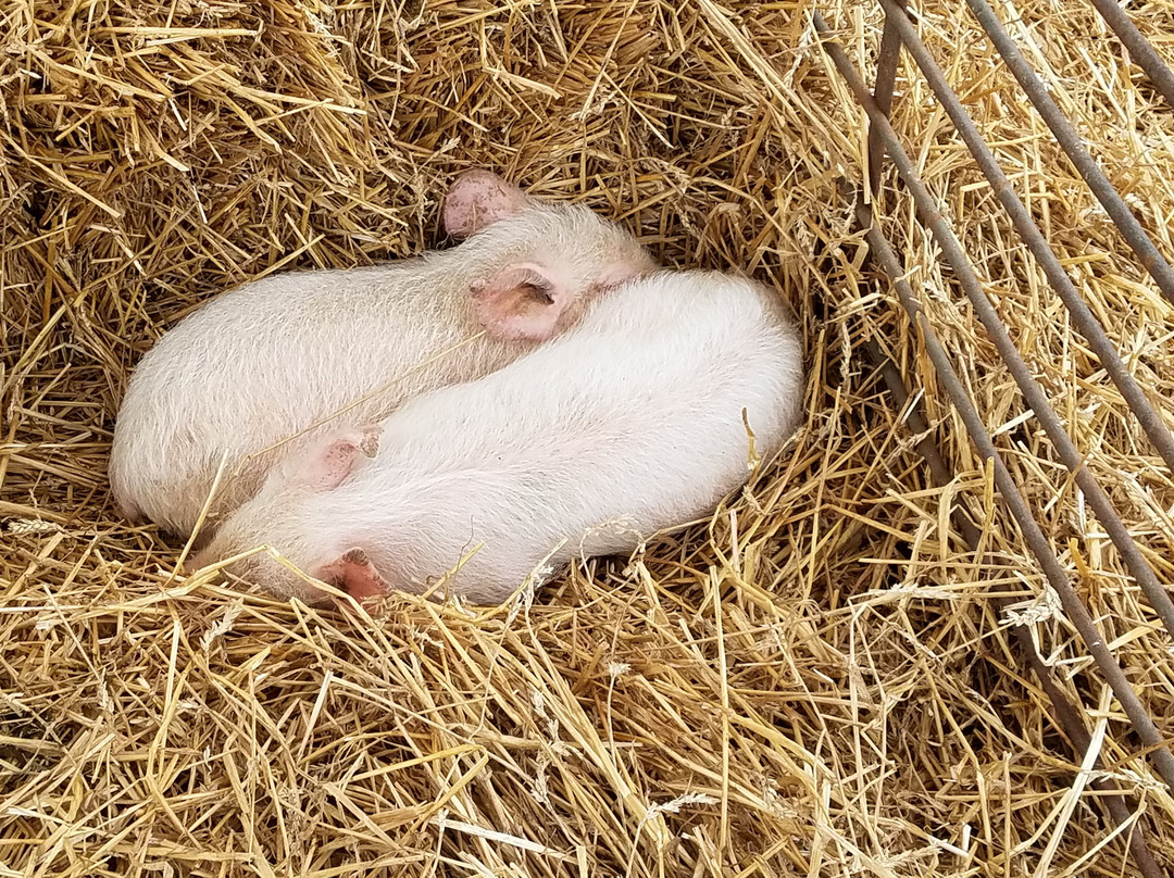 Fox Chase Farm景点图片