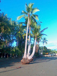 Casa Celeste Del Golfo Dulce主图