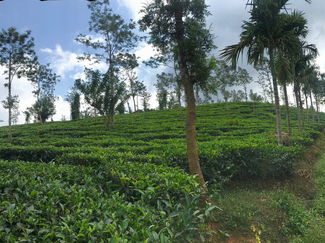 The Windflower Resort & Spa Vythiri主图