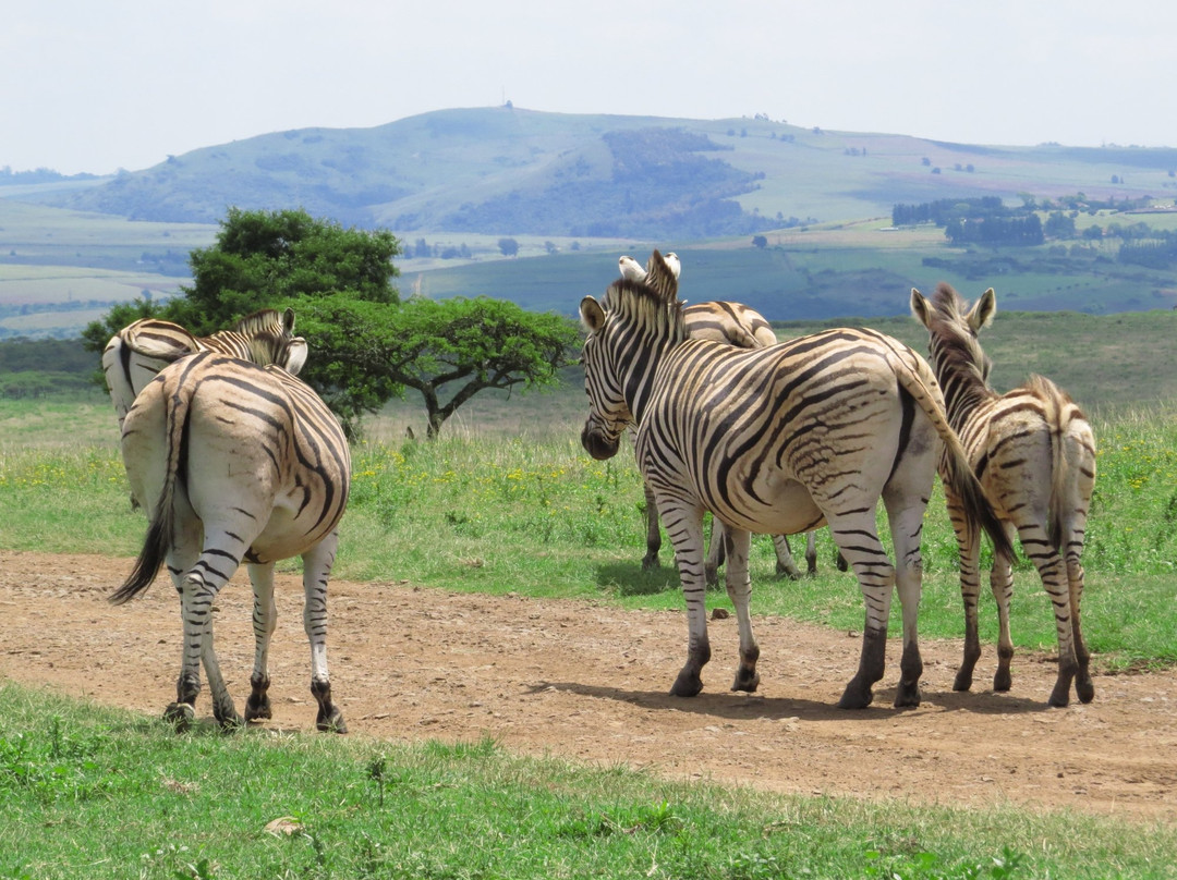 彼得马里茨堡旅游攻略图片