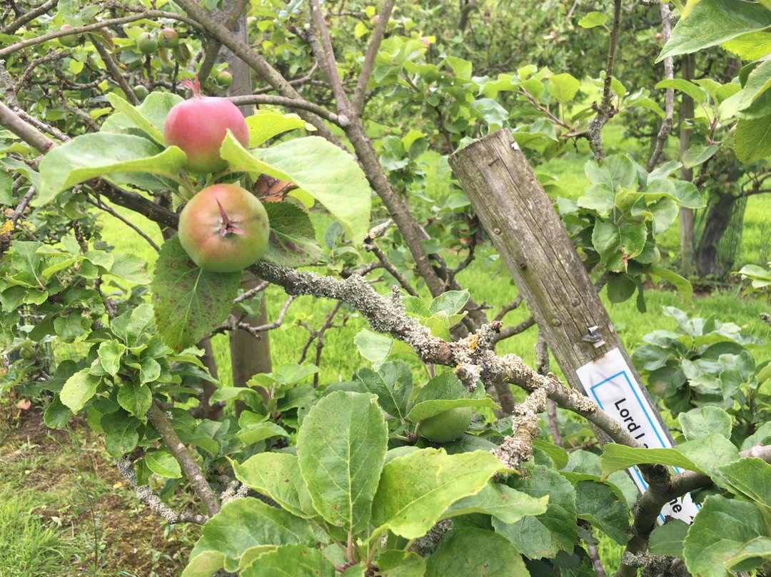 Ampleforth Abbey Orchards景点图片
