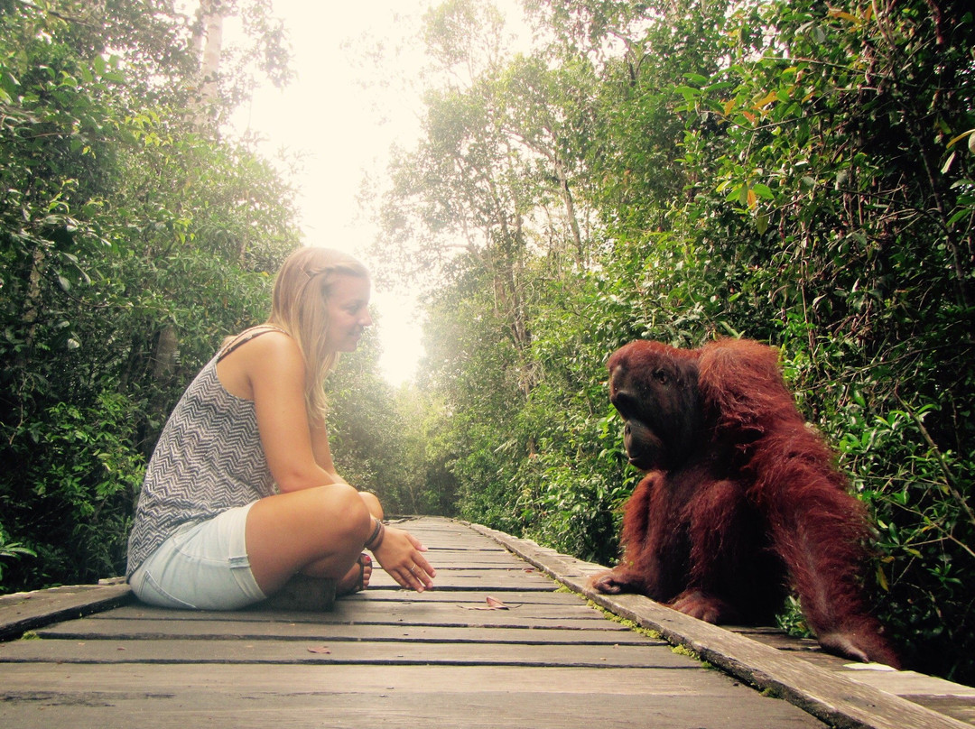 Wild Orangutan Tours - Day Tours-Pangkalan Bun必去景点