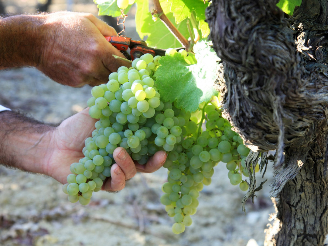 Clairette de Die Carod景点图片