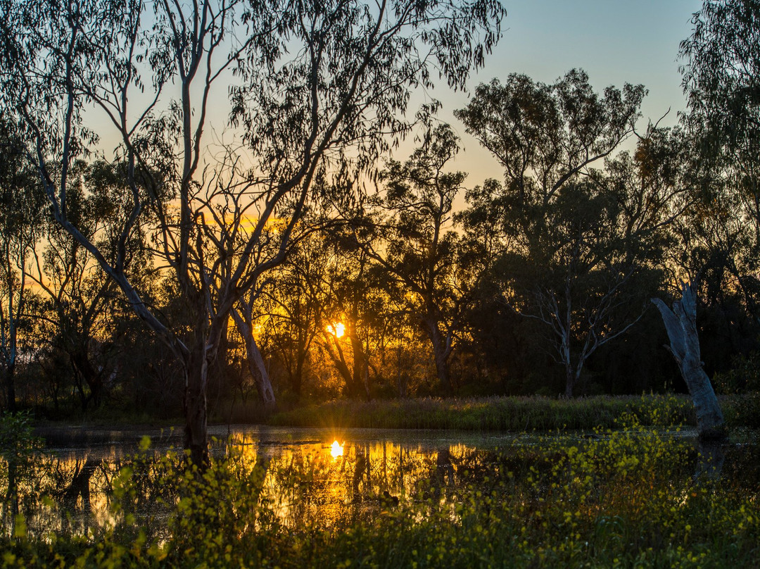 Nyngan旅游景点-Tiger Bay Wetlands