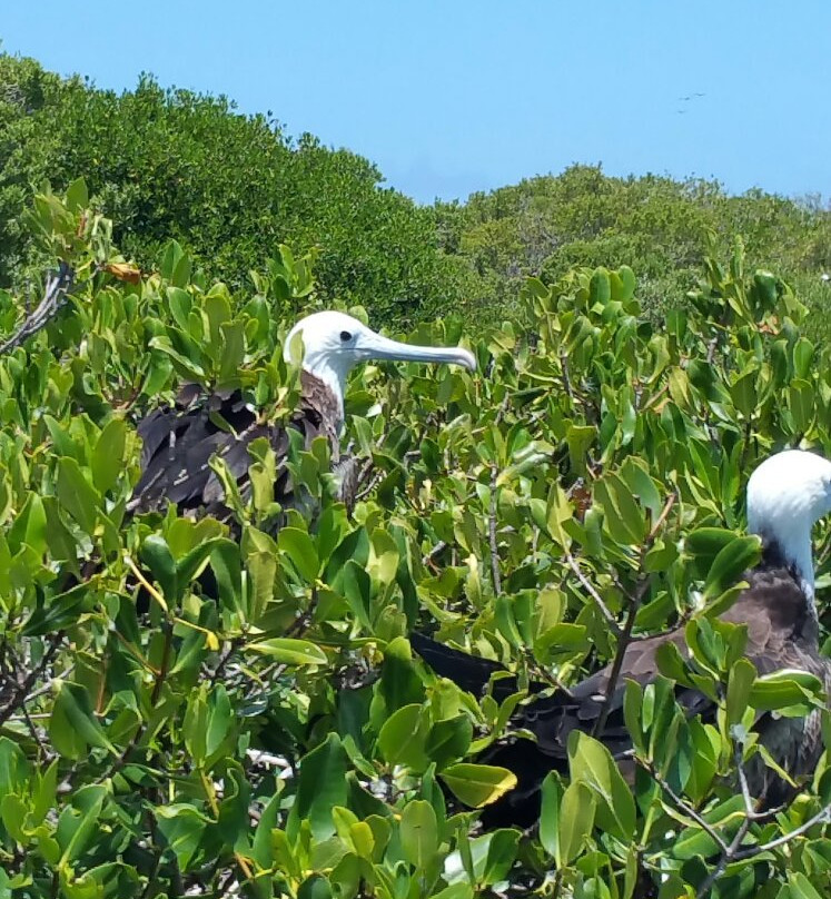 Frigate Bird Sanctuary-巴布达必去景点