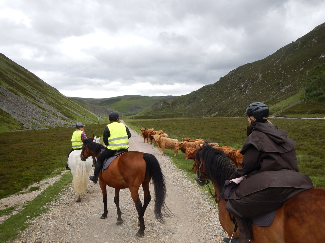 Tomintoul Riding Centre- Day Tours-Tomintoul必去景点