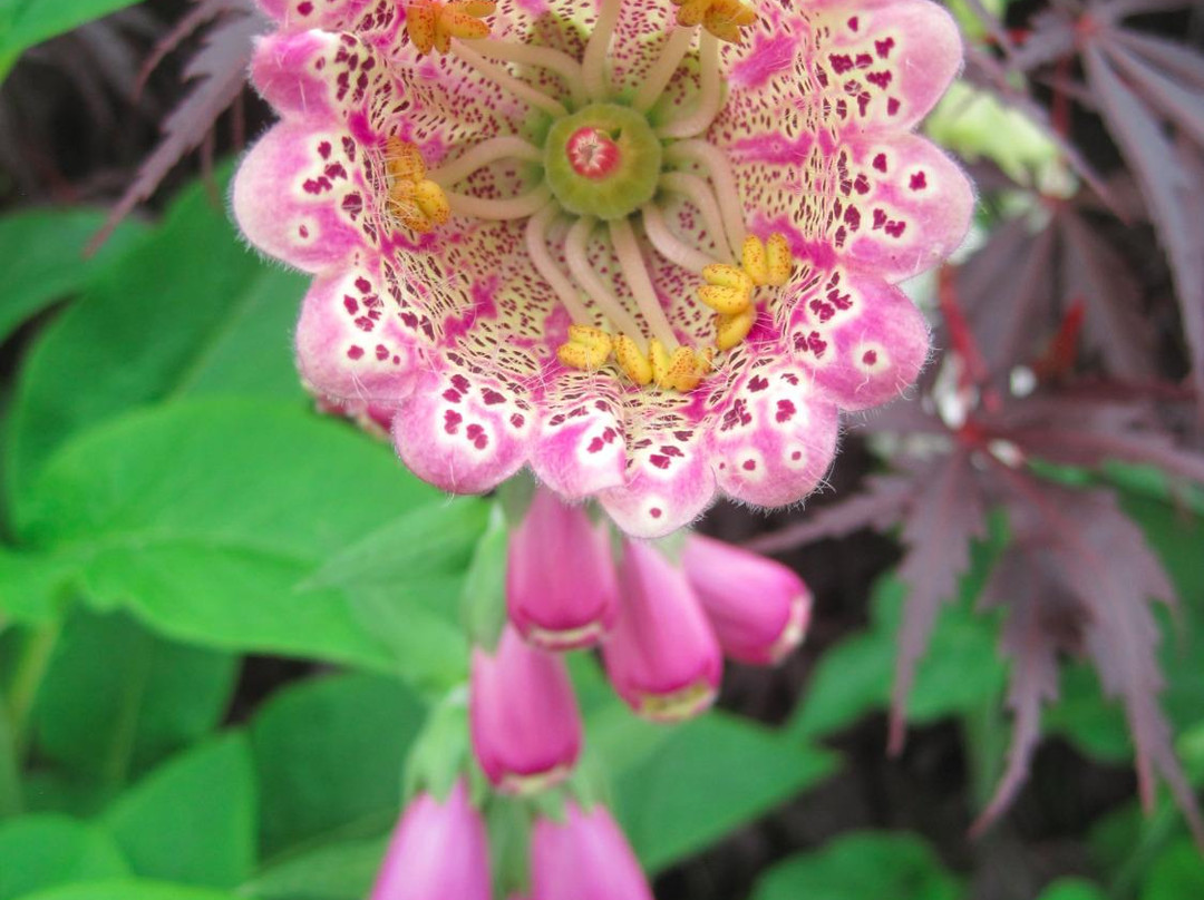 Jensen-Olson Arboretum-朱诺必去景点