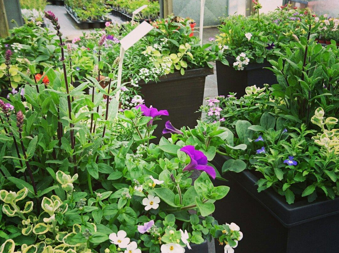 Hollies Farm Plant Centre-Bonsall必去景点