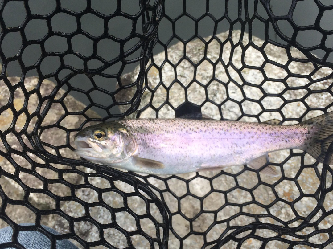 Chihayagawa Masu Fishing Area-千早赤阪村必去景点