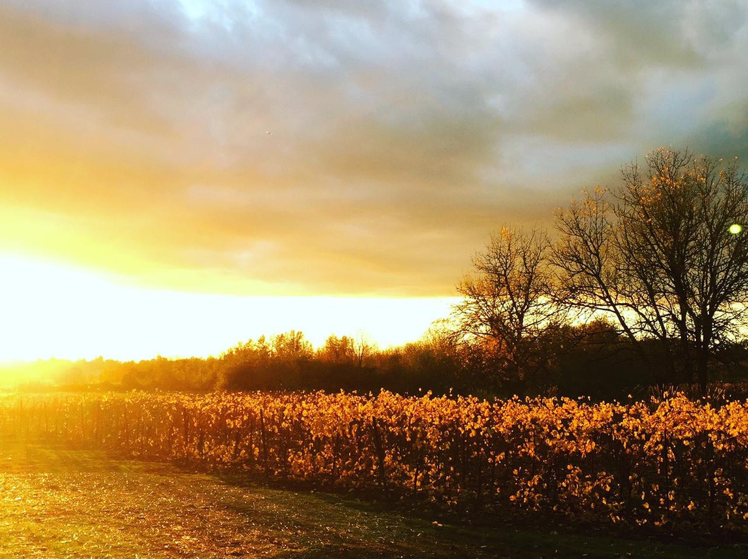 Keeler Estate Vineyard-Amity必去景点