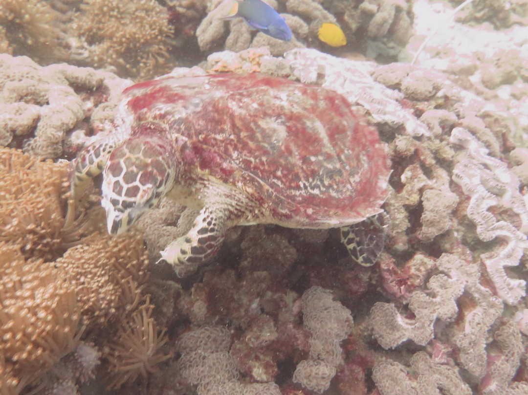 Scuba Addicts Phi Phi景点图片