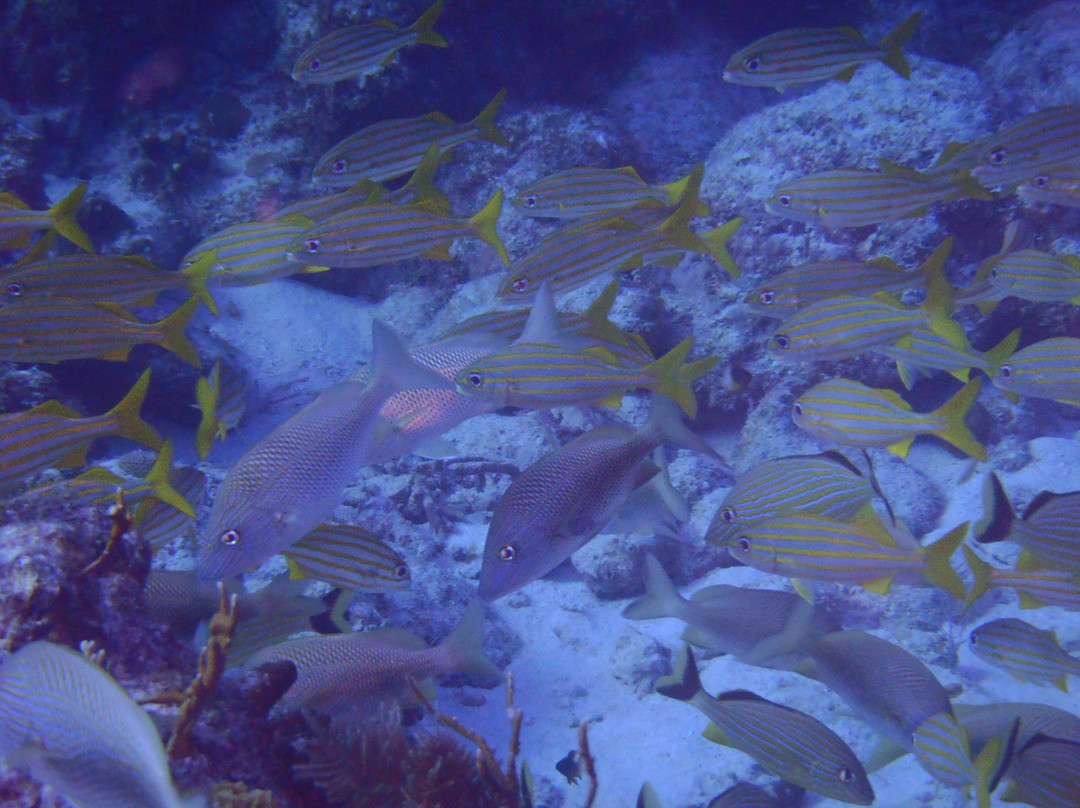 Molasses Reef-拉哥岛必去景点