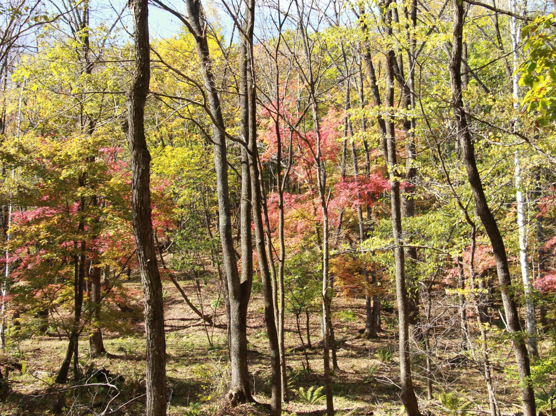 红叶谷-蛟河市必去景点