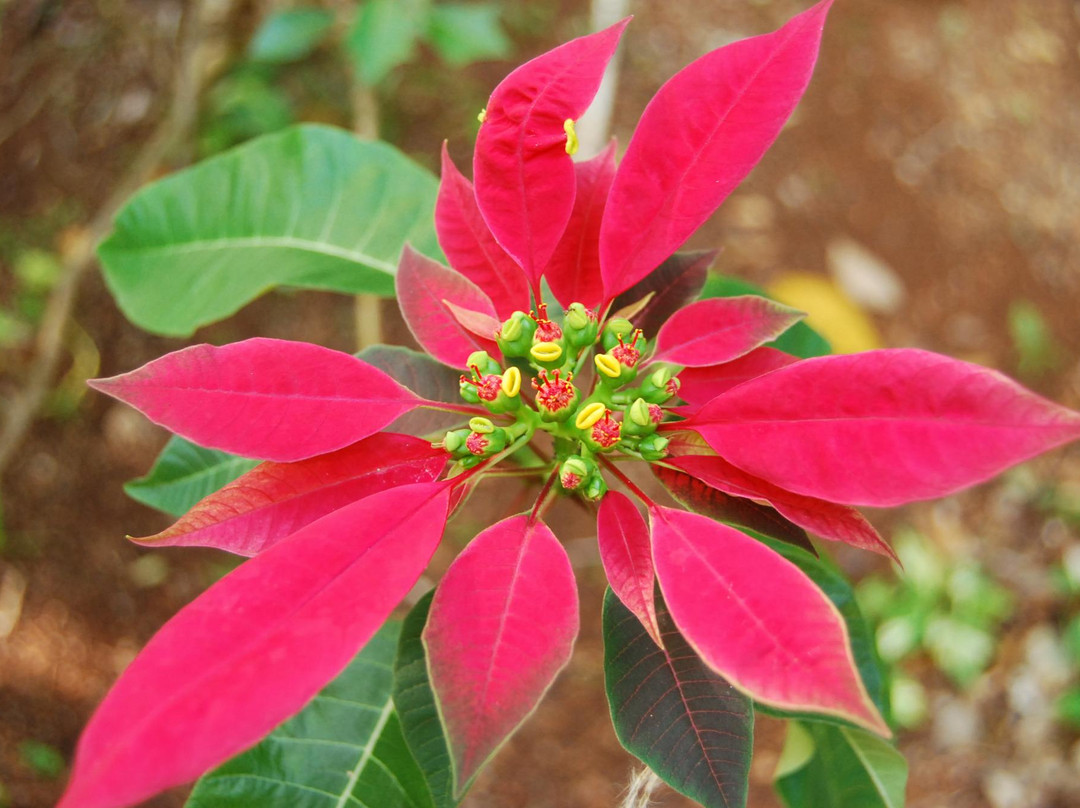 The Enchanted Gardens, Bird Aviary, and Waterfall-奥乔里奥斯必去景点