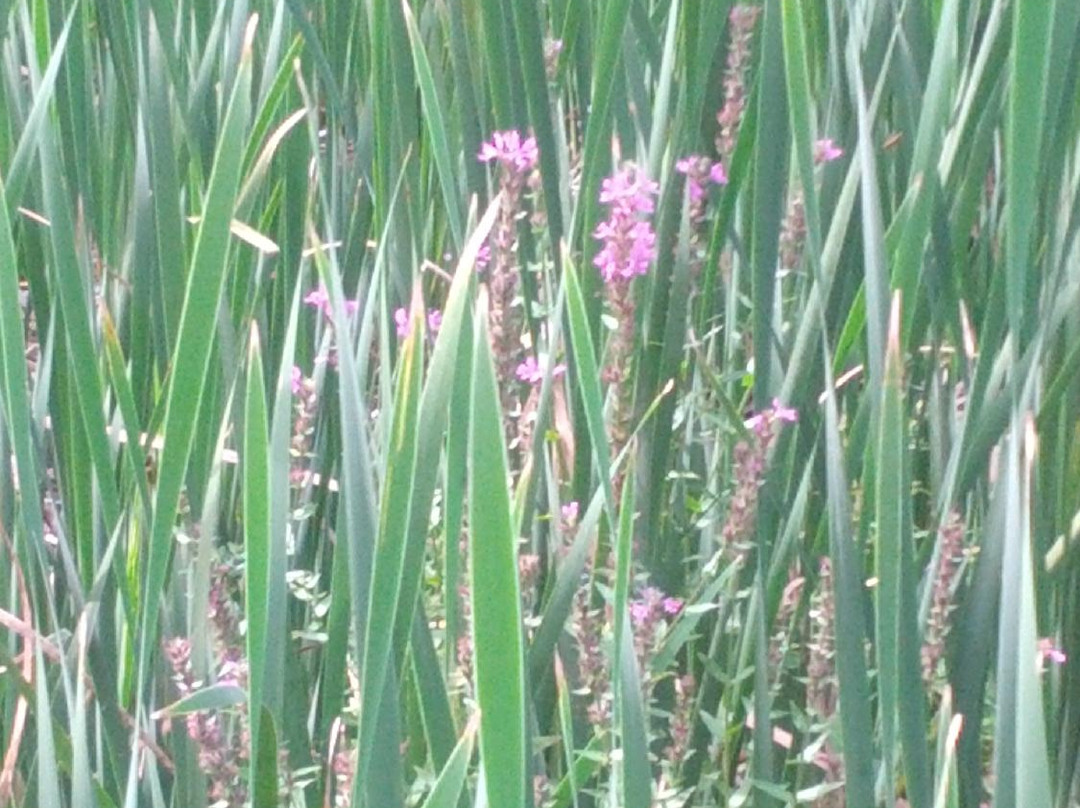 Pomona Mills Park-万锦市必去景点