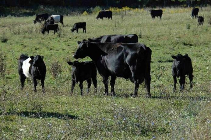 Amber Waves Farm Bed & Breakfast主图