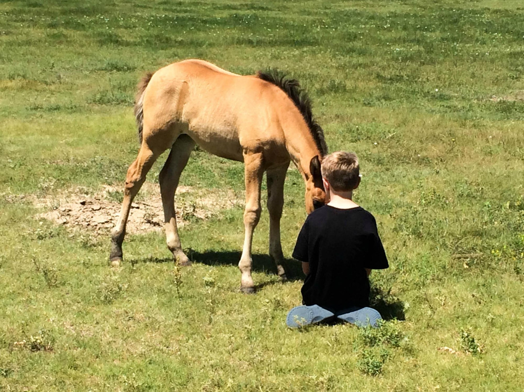 Windcross Conservancy-Buffalo Gap必去景点
