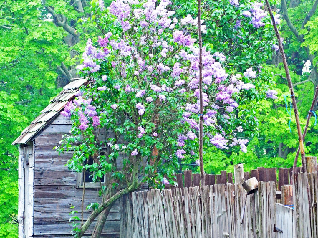 Coggeshall Farm Museum-布里斯托尔必去景点