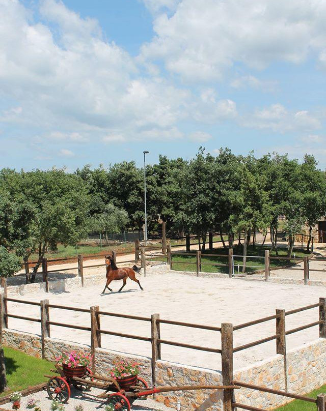 Konjicki klub Jakici Horse Riding-Sveti Lovrec必去景点