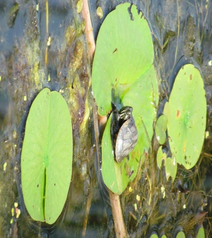 Ken Reid Conservation Area景点图片