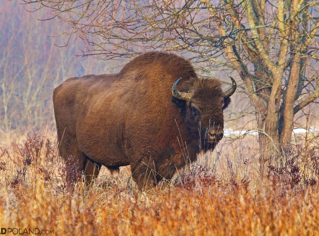 Wild Poland Wildlife Tours景点图片