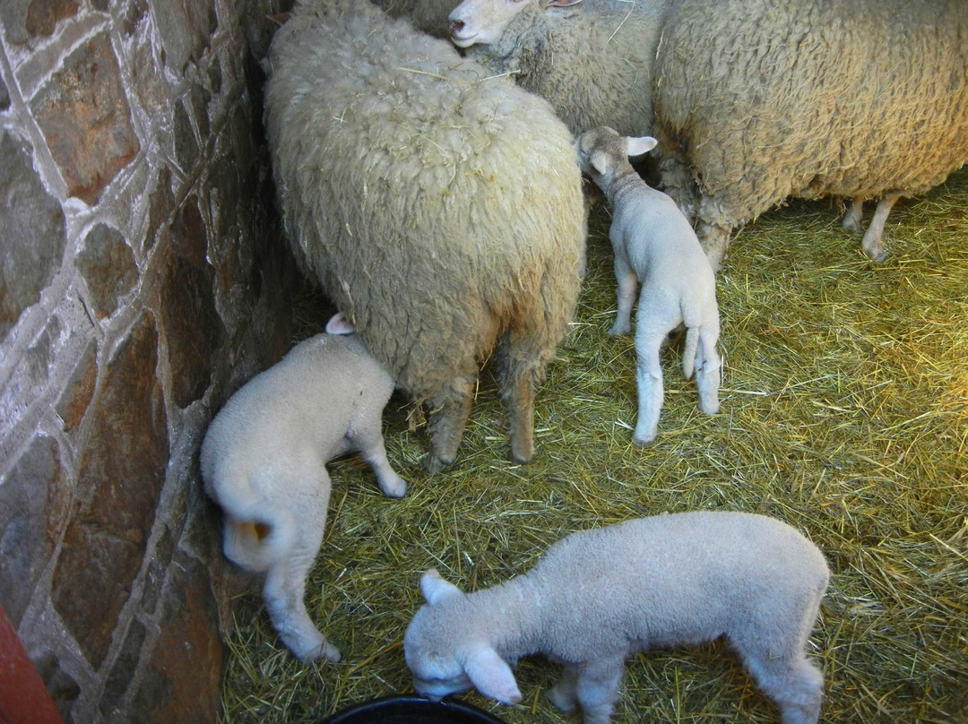 Fosterfields Living Historical Farm景点图片