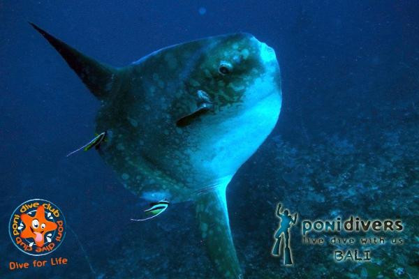 Poni Divers Bali-沙努尔必去景点