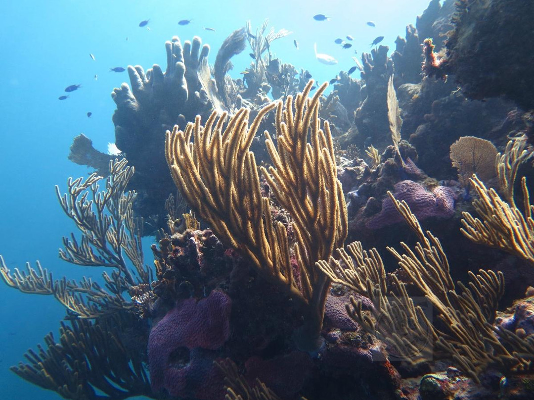 Dive Abaco景点图片