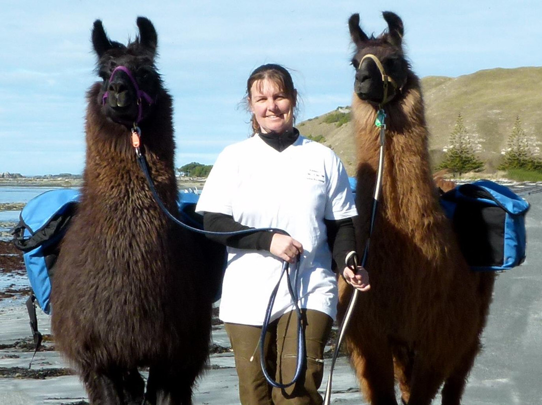 Kaikoura Llama Trekking-Kaikoura必去景点