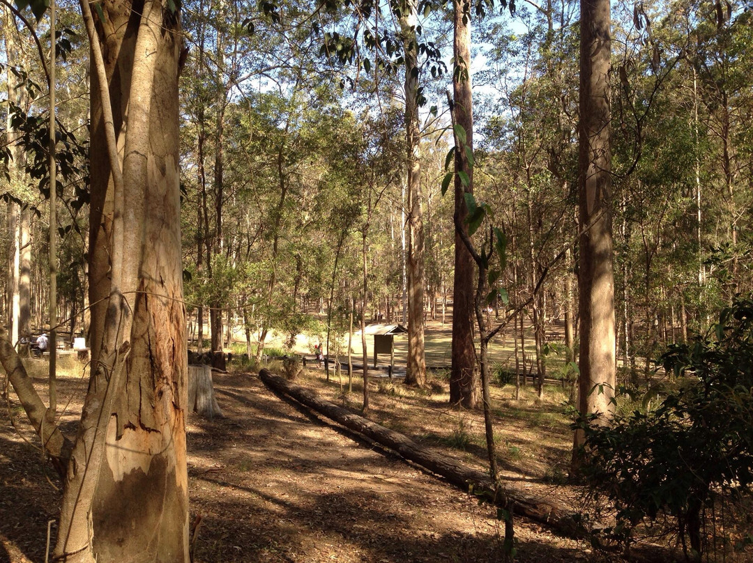 Daisy Hill Conservation Park and Koala Centre景点图片