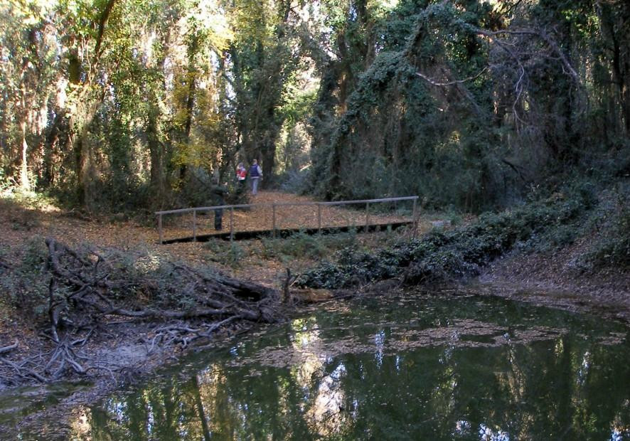 Riserva Naturale Regionale Lecceta Di Torino Di Sangro景点图片