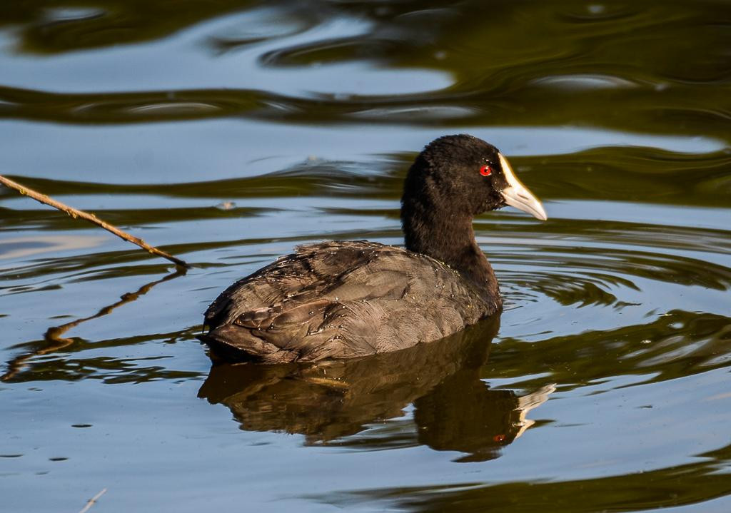 Sherwood Arboretum-布里斯班必去景点