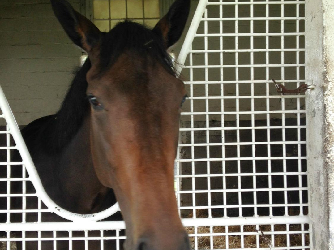 Horse Farm Tours-列克星敦必去景点