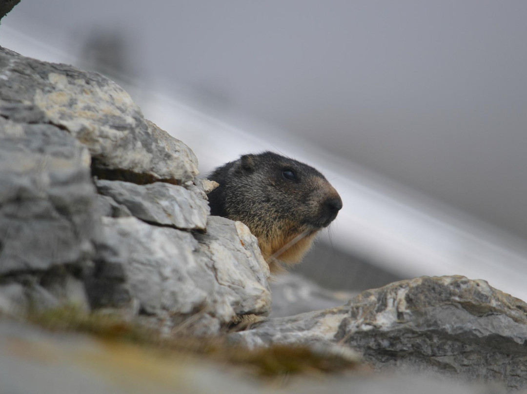 Marmot's Paradise-蒙特勒必去景点