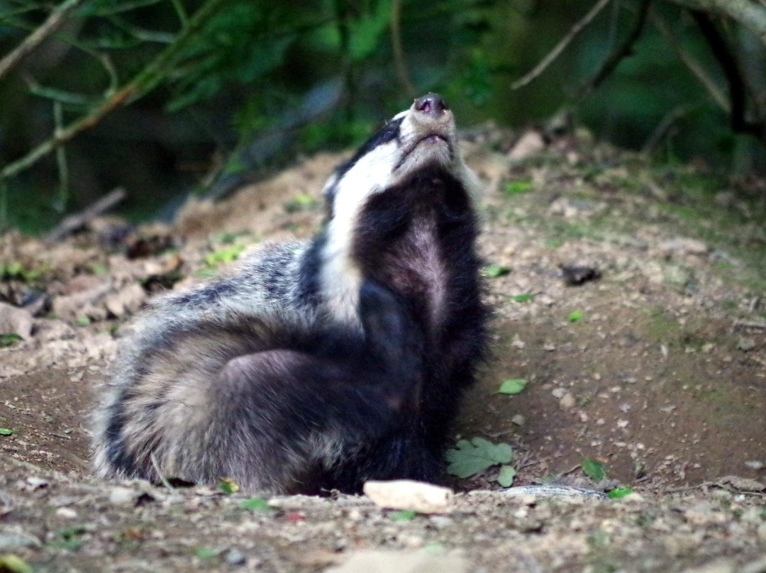 Devon Badger Watch-蒂弗顿必去景点