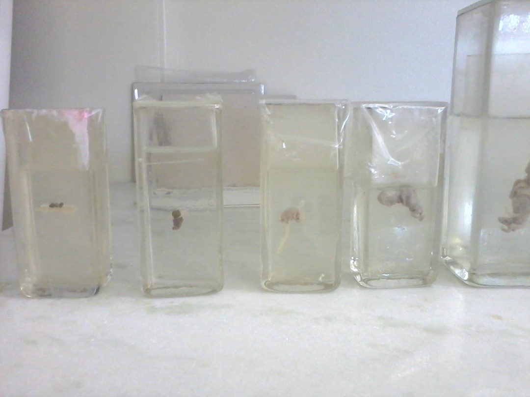 Museum of Morphological Sciences-Natal必去景点