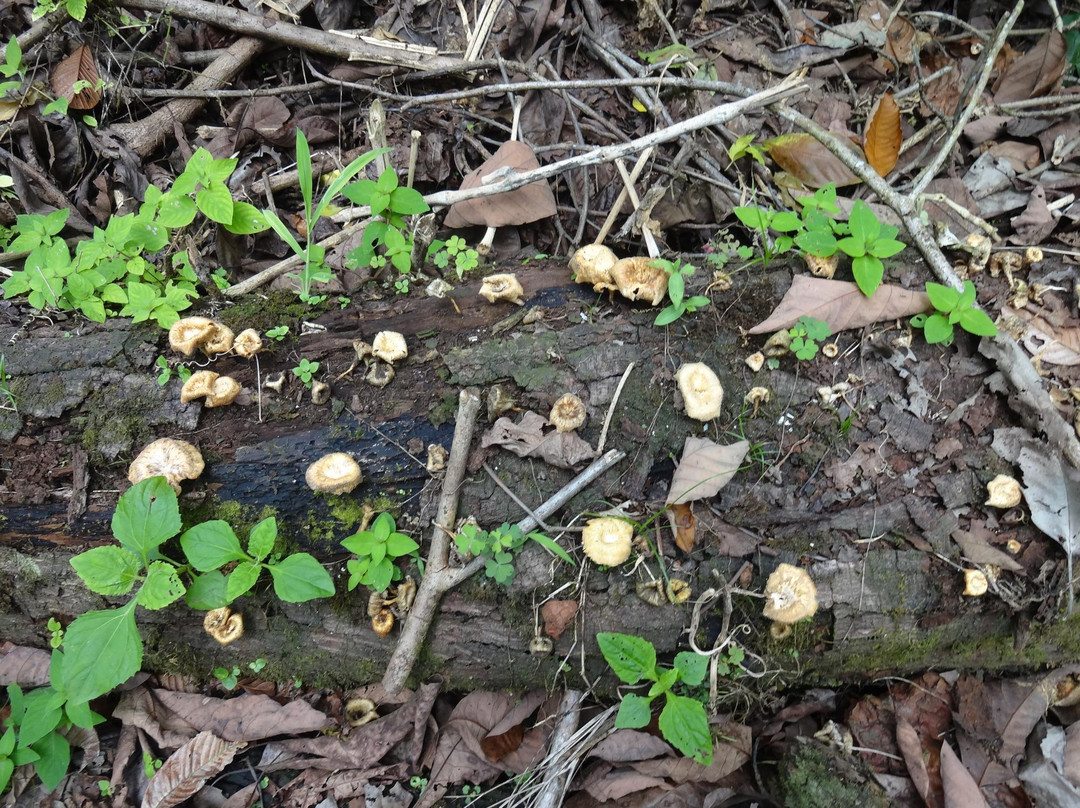 Cueva de Sucre-维里亚米尔港必去景点