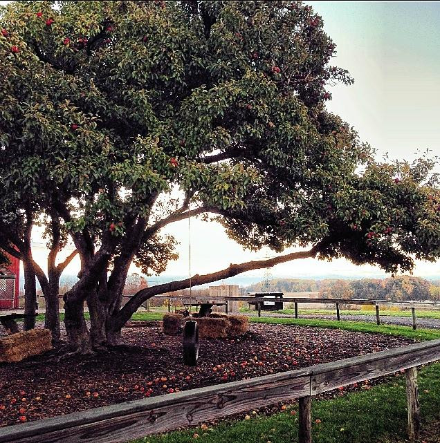 Hickory Creek Winery景点图片