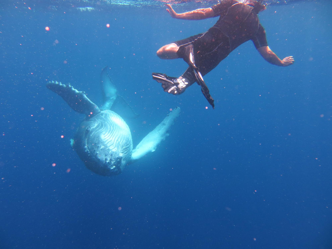 Whales in the Wild-Neiafu必去景点