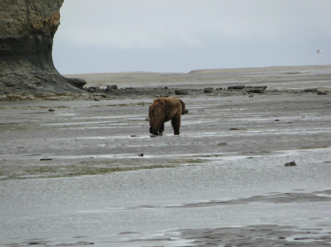 Alaska Bear Adventures-荷马必去景点
